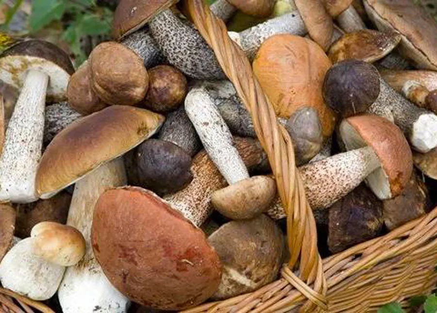 I Funghi delle Serre Vibonesi